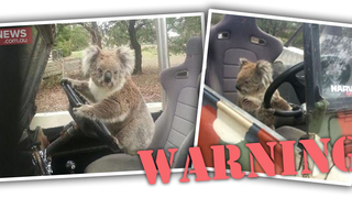 Koala Commits Heinous Crime Of Grand Theft Awwwww-to